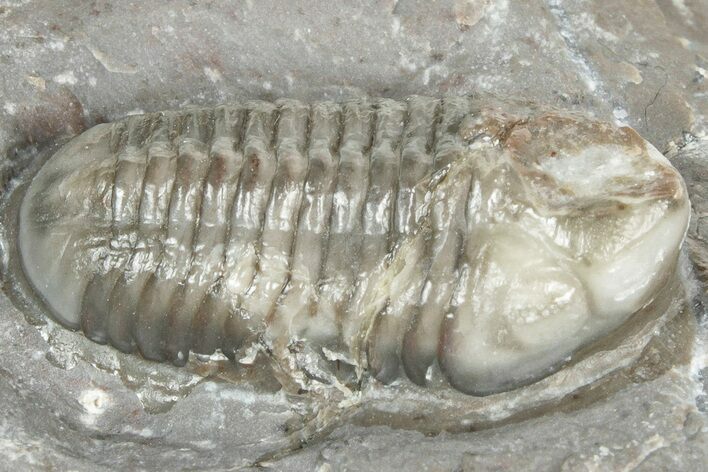 Colorful Phacopid (Struveaspis) Trilobite - Jorf, Morocco #329074